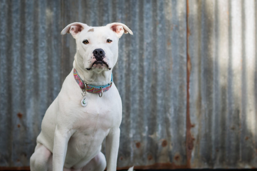 Pit Bull Dog Portrait San Jose California