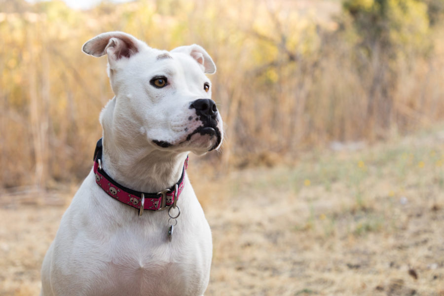 Pit Bull Dog Portrait San Jose California