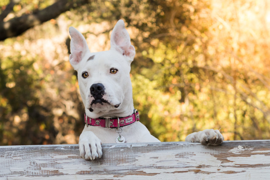 Outdoor Pet Dog Portrait San Jose California